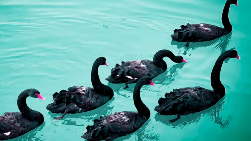 ¿Qué son los cisnes negros en la orientación laboral?
